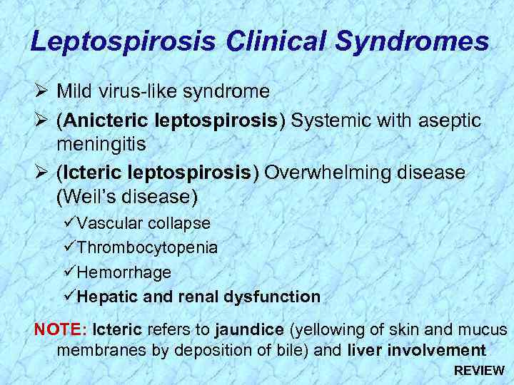 Leptospirosis Clinical Syndromes Ø Mild virus-like syndrome Ø (Anicteric leptospirosis) Systemic with aseptic meningitis