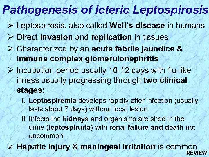 Pathogenesis of Icteric Leptospirosis Ø Leptospirosis, also called Weil’s disease in humans Ø Direct