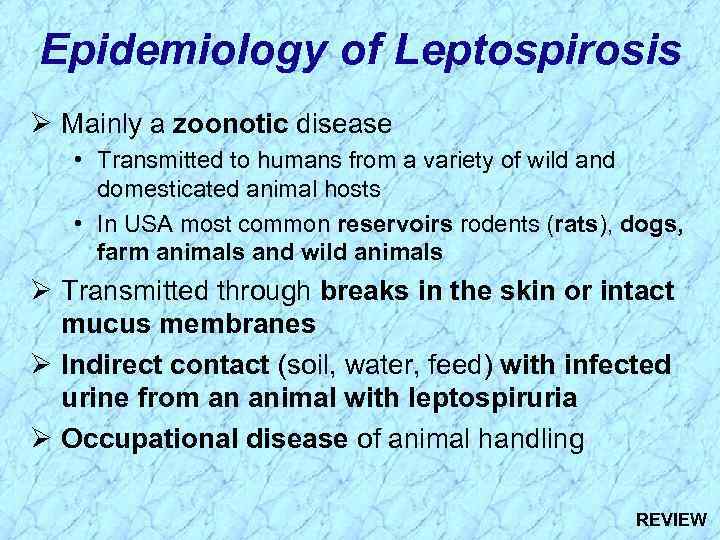 Epidemiology of Leptospirosis Ø Mainly a zoonotic disease • Transmitted to humans from a