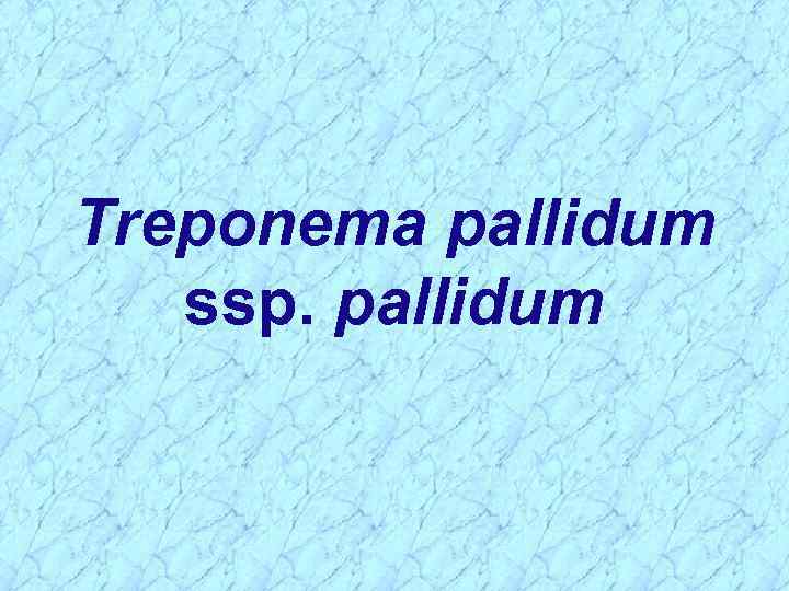 Treponema pallidum ssp. pallidum 