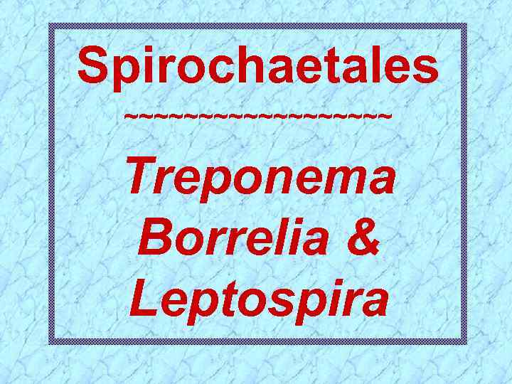 Spirochaetales ~~~~~~~~~ Treponema Borrelia & Leptospira 