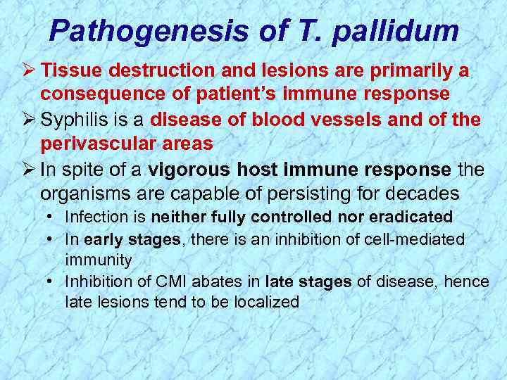 Pathogenesis of T. pallidum Ø Tissue destruction and lesions are primarily a consequence of