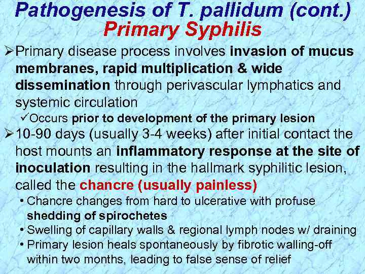 Pathogenesis of T. pallidum (cont. ) Primary Syphilis ØPrimary disease process involves invasion of