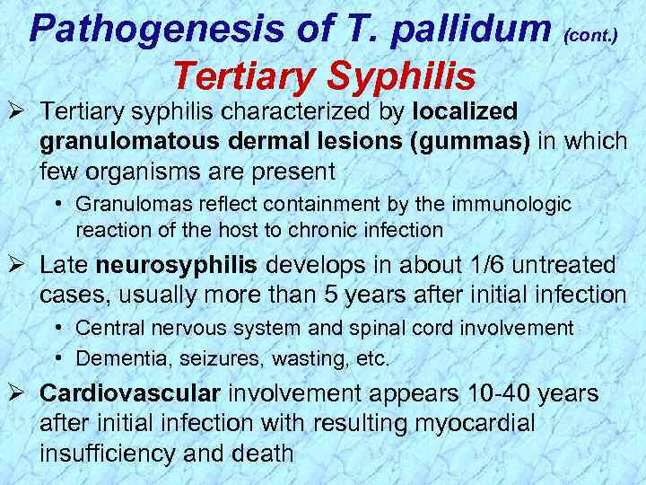 Pathogenesis of T. pallidum (cont. ) Tertiary Syphilis Ø Tertiary syphilis characterized by localized