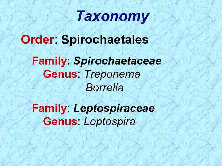 Taxonomy Order: Spirochaetales Family: Spirochaetaceae Genus: Treponema Borrelia Family: Leptospiraceae Genus: Leptospira 