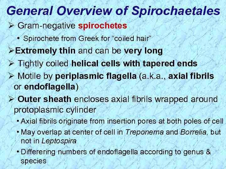 General Overview of Spirochaetales Ø Gram-negative spirochetes • Spirochete from Greek for “coiled hair”