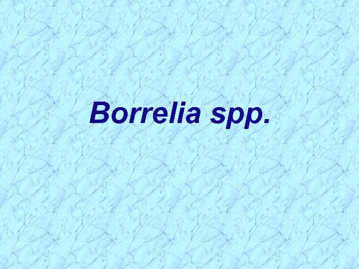 Borrelia spp. 