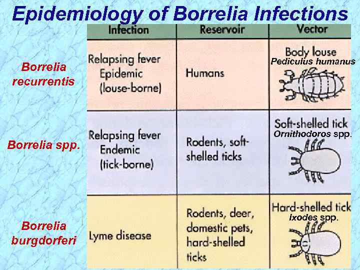 Epidemiology of Borrelia Infections Borrelia recurrentis Borrelia spp. Borrelia burgdorferi Pediculus humanus Ornithodoros spp.