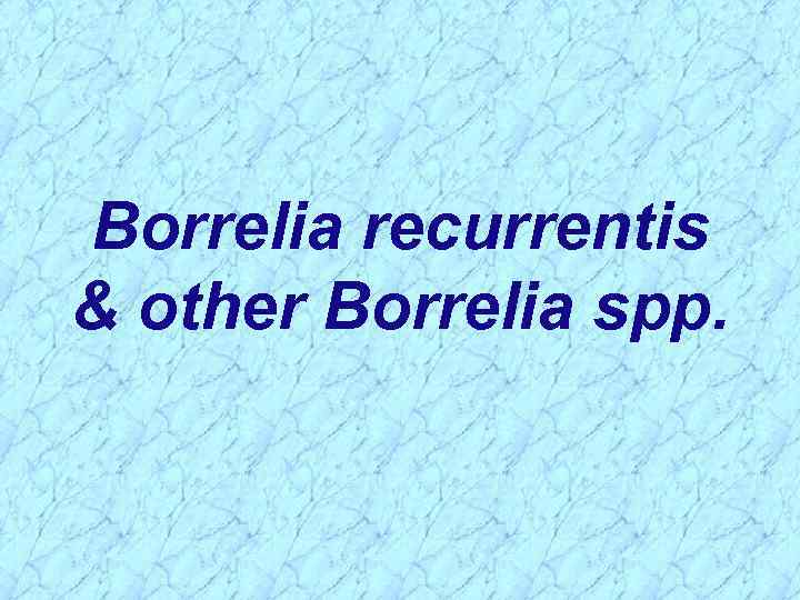 Borrelia recurrentis & other Borrelia spp. 