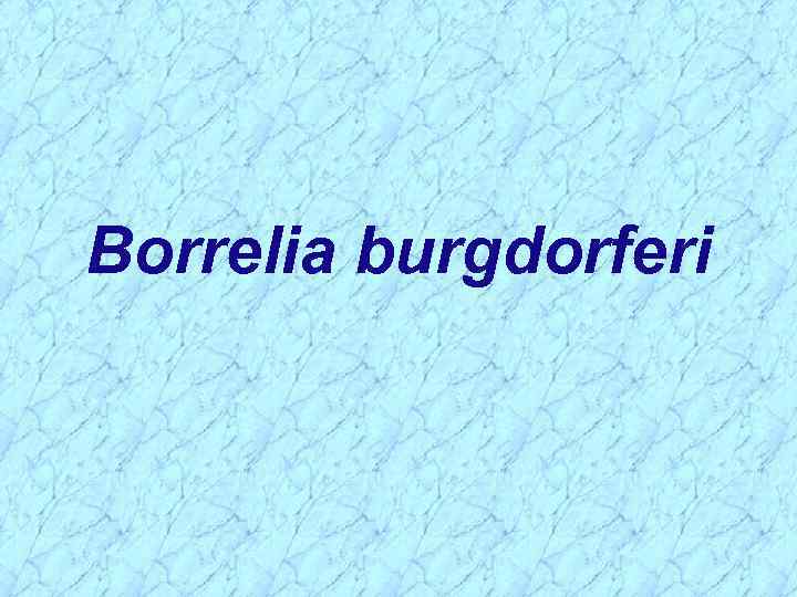 Borrelia burgdorferi 