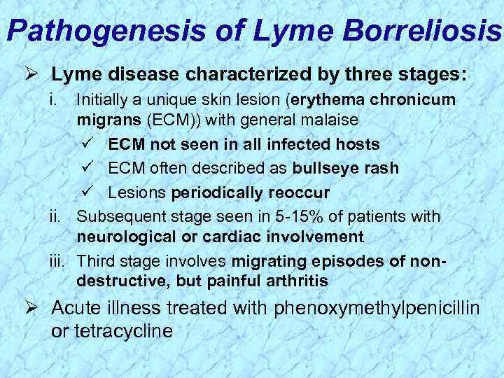 Pathogenesis of Lyme Borreliosis Ø Lyme disease characterized by three stages: i. Initially a