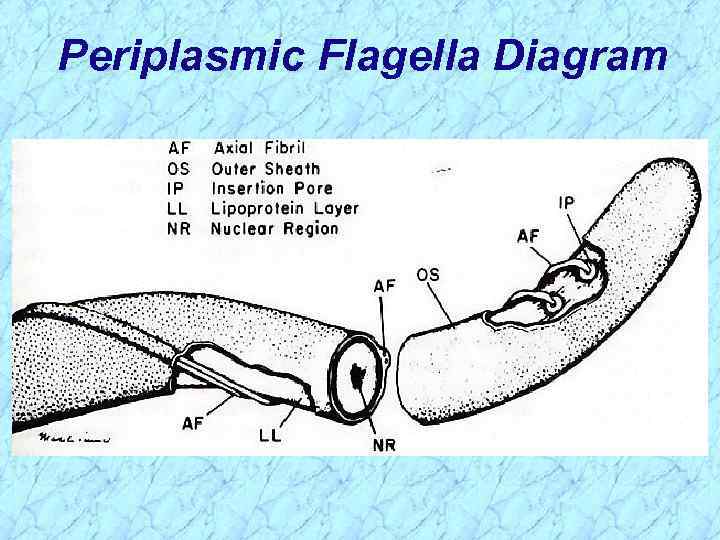 Periplasmic Flagella Diagram 