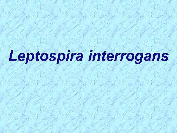 Leptospira interrogans 