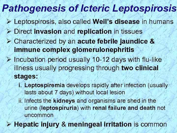 Pathogenesis of Icteric Leptospirosis Ø Leptospirosis, also called Weil’s disease in humans Ø Direct