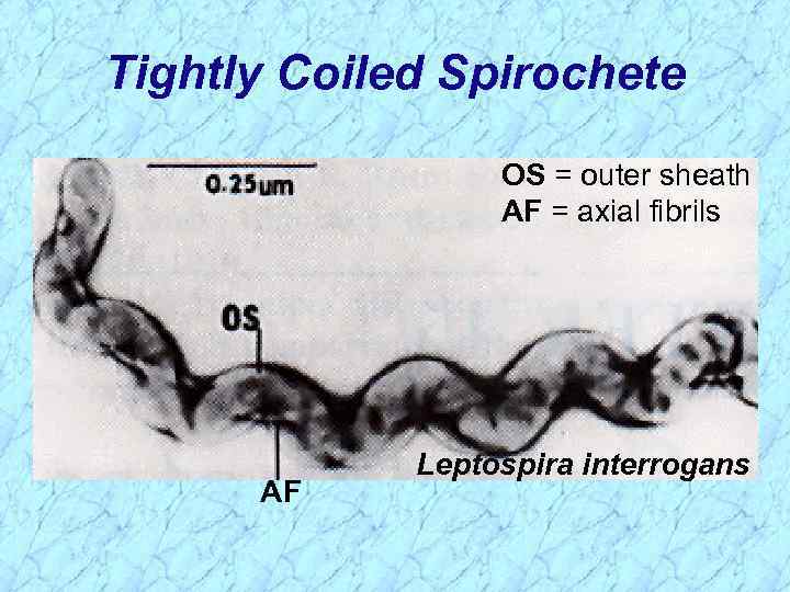 Tightly Coiled Spirochete OS = outer sheath AF = axial fibrils AF Leptospira interrogans