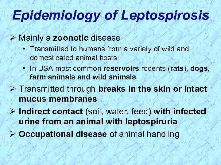 Epidemiology of Leptospirosis Ø Mainly a zoonotic disease • Transmitted to humans from a