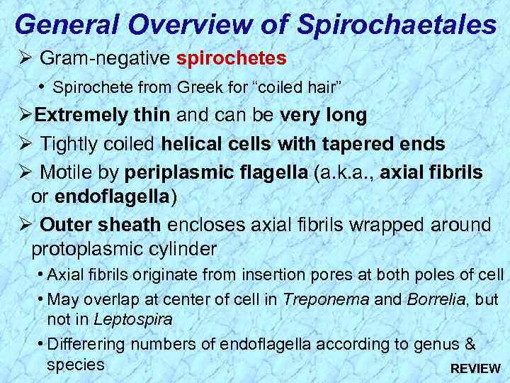 General Overview of Spirochaetales Ø Gram-negative spirochetes • Spirochete from Greek for “coiled hair”