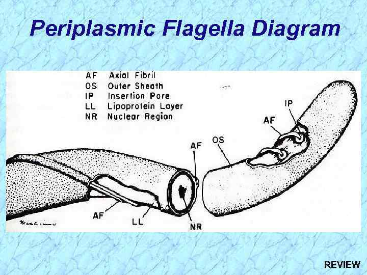 Periplasmic Flagella Diagram REVIEW 