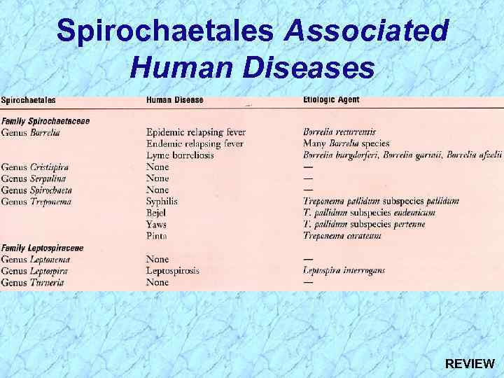 Spirochaetales Associated Human Diseases REVIEW 