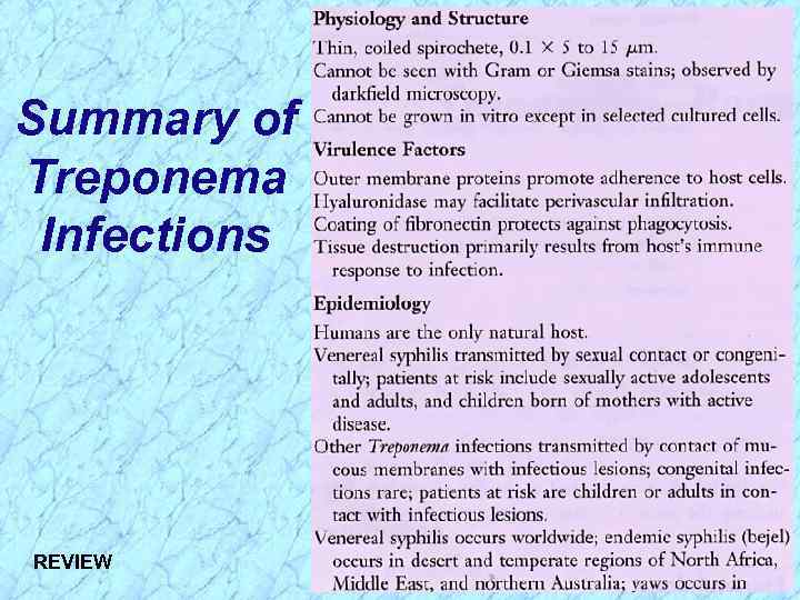 Summary of Treponema Infections REVIEW 