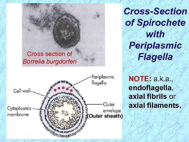 Cross-Section of Spirochete with Periplasmic Flagella Cross section of Borrelia burgdorferi NOTE: a. k.