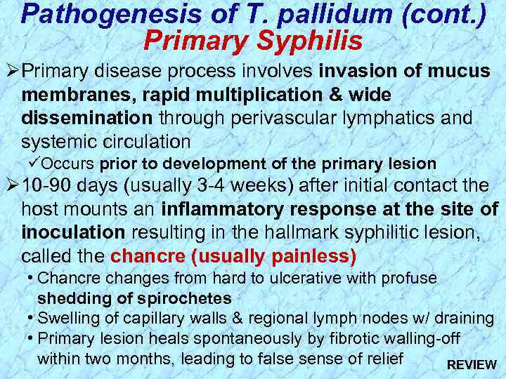 Pathogenesis of T. pallidum (cont. ) Primary Syphilis ØPrimary disease process involves invasion of