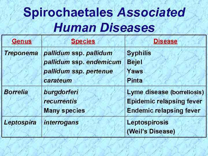 Spirochaetales Associated Human Diseases Genus Species Disease Treponema pallidum ssp. endemicum pallidum ssp. pertenue