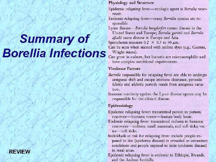 Summary of Borellia Infections REVIEW 