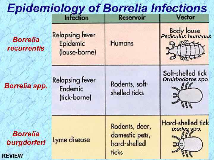 Epidemiology of Borrelia Infections Borrelia recurrentis Borrelia spp. Borrelia burgdorferi REVIEW Pediculus humanus Ornithodoros