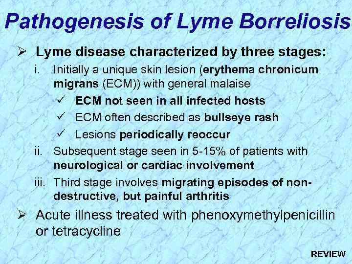 Pathogenesis of Lyme Borreliosis Ø Lyme disease characterized by three stages: i. Initially a