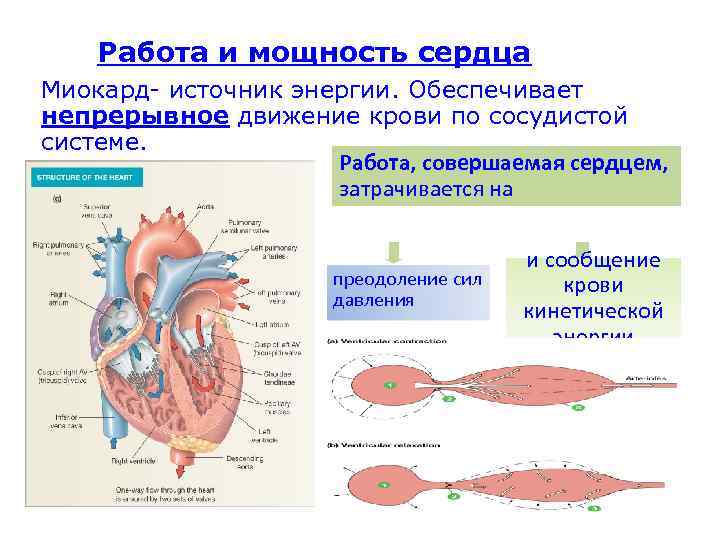 Схема работы сердца