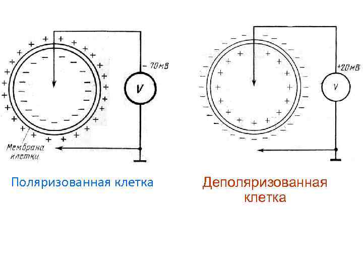 Поляризованная клетка Деполяризованная клетка 