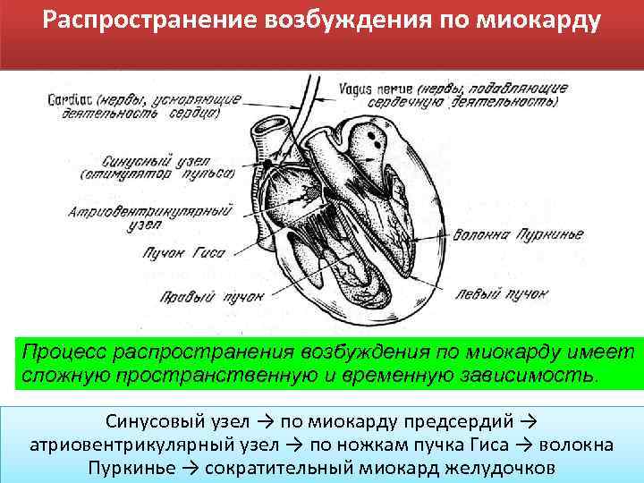 Распространение возбуждения по миокарду Процесс распространения возбуждения по миокарду имеет сложную пространственную и временную