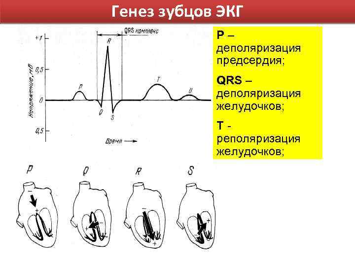 Генез зубцов ЭКГ Р– деполяризация предсердия; QRS – деполяризация желудочков; Tреполяризация желудочков; 