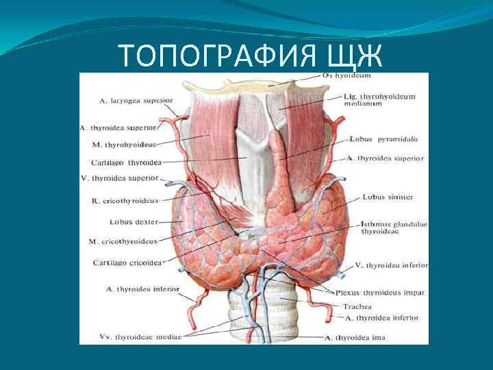 ТОПОГРАФИЯ ЩЖ 