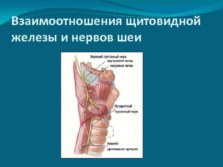 Взаимоотношения щитовидной железы и нервов шеи 
