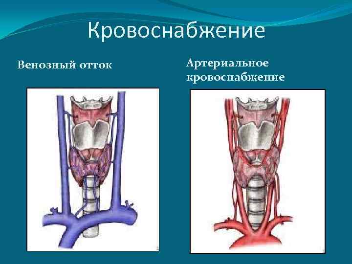 Кровоснабжение Венозный отток Артериальное кровоснабжение 
