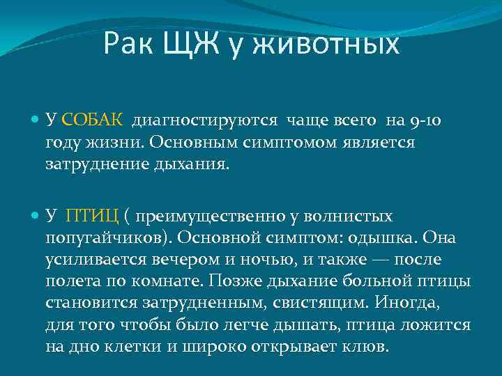 Рак ЩЖ у животных У СОБАК диагностируются чаще всего на 9 -10 году жизни.