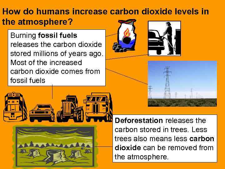 How do humans increase carbon dioxide levels in the atmosphere? Burning fossil fuels releases