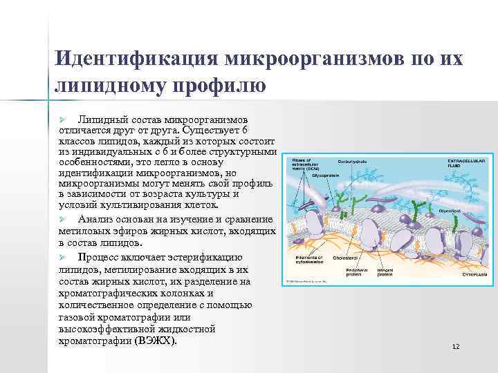 Идентификация микроорганизмов по их липидному профилю Липидный состав микроорганизмов отличается друг от друга. Существует