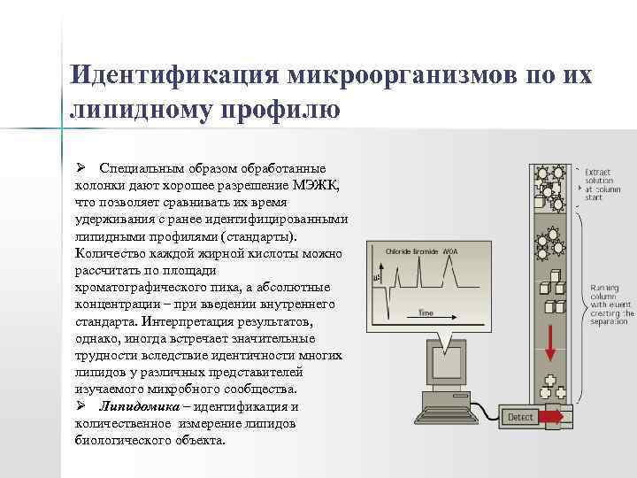 Идентификация микроорганизмов по их липидному профилю Ø Специальным образом обработанные колонки дают хорошее разрешение