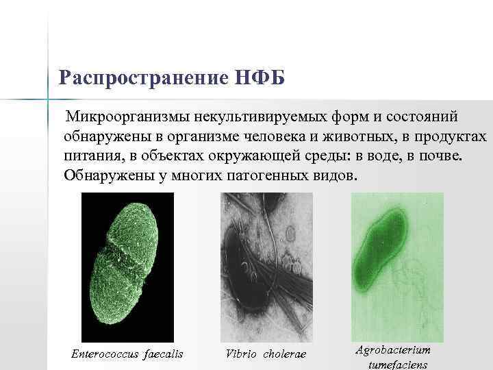 Распространение НФБ Микроорганизмы некультивируемых форм и состояний обнаружены в организме человека и животных, в