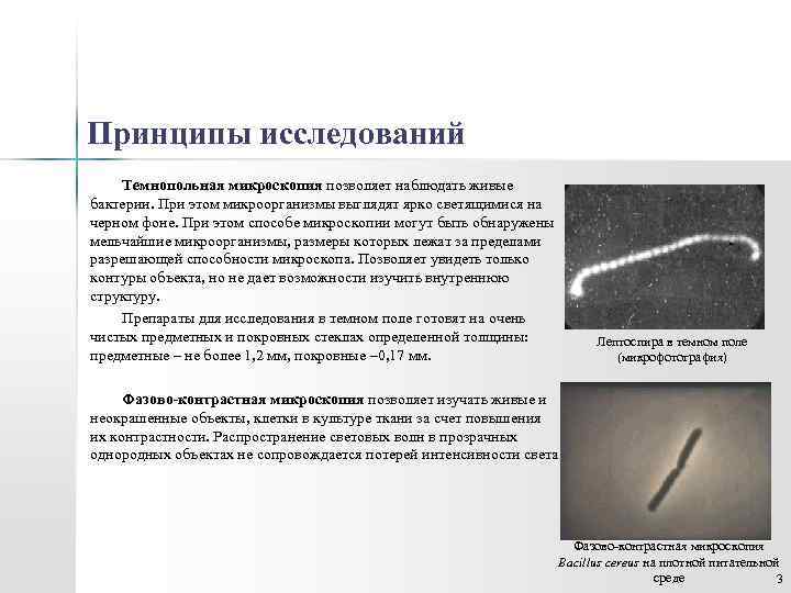 Принципы исследований Темнопольная микроскопия позволяет наблюдать живые бактерии. При этом микроорганизмы выглядят ярко светящимися