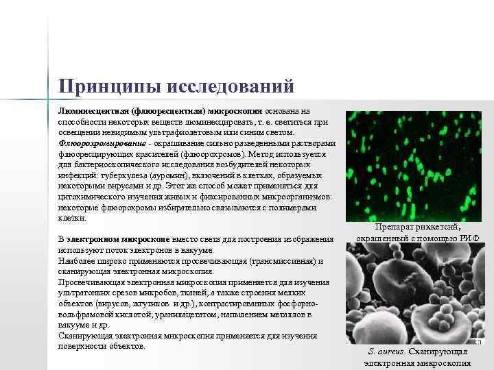 Принципы исследований Люминесцентная (флюоресцентная) микроскопия основана на способности некоторых веществ люминесцировать, т. е. светиться