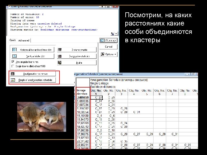 Посмотрим, на каких расстояниях какие особи объединяются в кластеры 