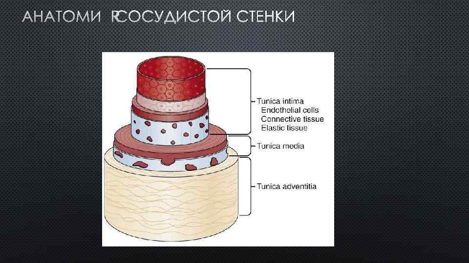 АНАТОМИЯ СОСУДИСТОЙ СТЕНКИ 