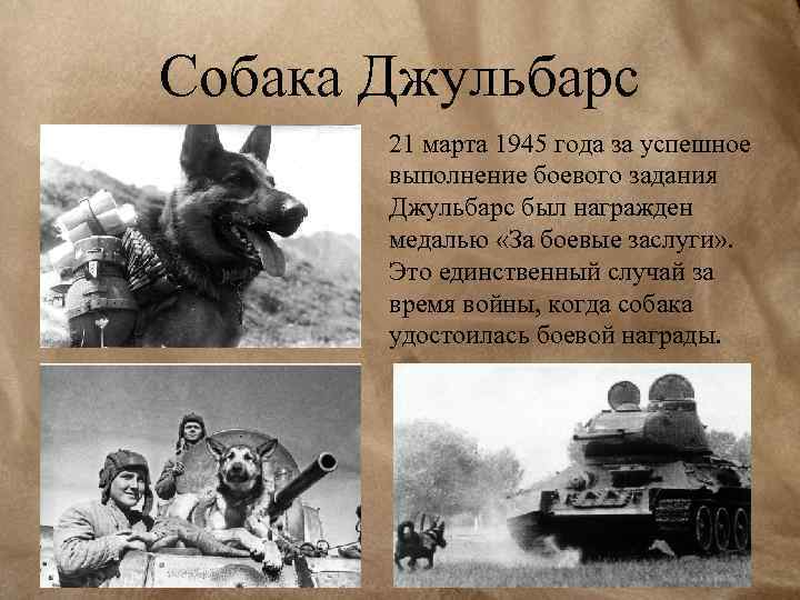 Собака Джульбарс 21 марта 1945 года за успешное выполнение боевого задания Джульбарс был награжден