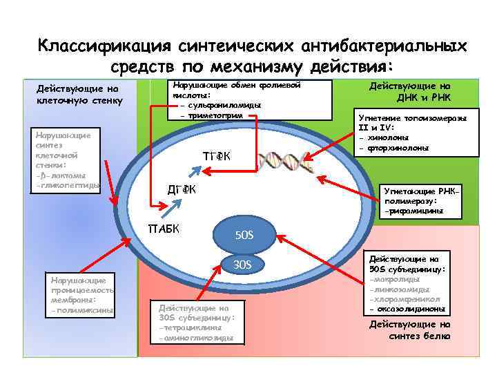 Классификация синтеических антибактериальных средств по механизму действия: Действующие на клеточную стенку Нарушающие синтез клеточной