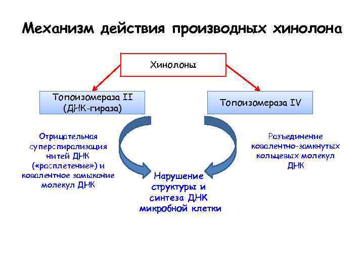Механизм действия производных хинолона Хинолоны Топоизомераза II (ДНК-гираза) Отрицательная суперспирализация нитей ДНК ( «расплетение»