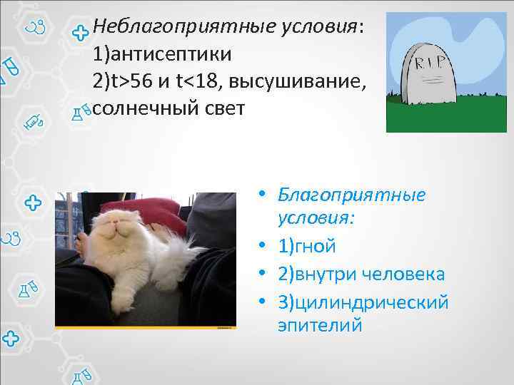 Неблагоприятные условия: 1)антисептики 2)t>56 и t<18, высушивание, солнечный свет • Благоприятные условия: • 1)гной